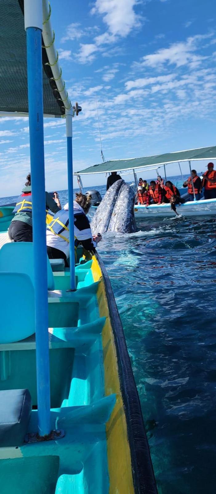 Hotel- Whale Tours And Sport Fishing Vista Mag-Bay Puerto San Carlos Dış mekan fotoğraf